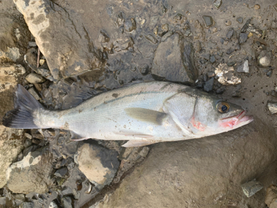 トップの季節になってきました！