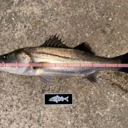 久々、ナイトゲーム