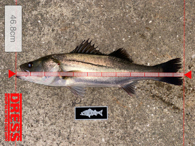 久々、ナイトゲーム