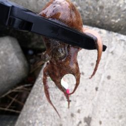 タコの活性が低くなってきた。