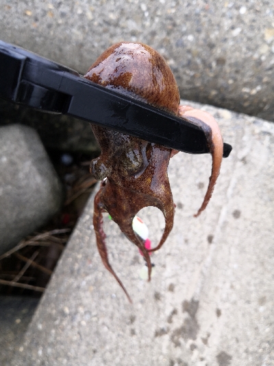 タコの活性が低くなってきた。