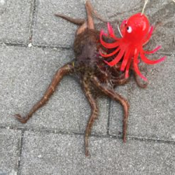 まさかの小サバ不発。。タコは安定の新子♪