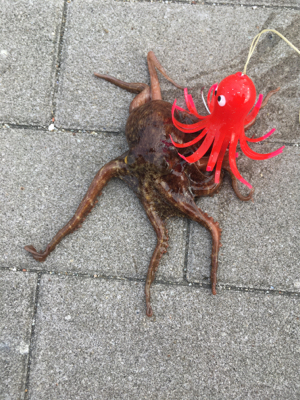 まさかの小サバ不発。。タコは安定の新子♪