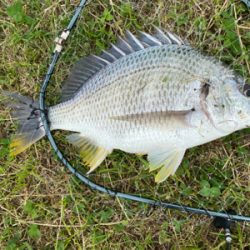 ワールドシャウラ でチニング