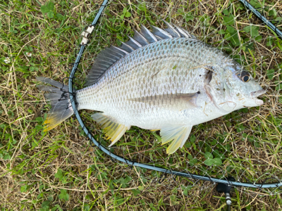 ワールドシャウラ でチニング