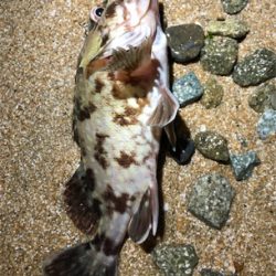 ナイスガシラ3匹