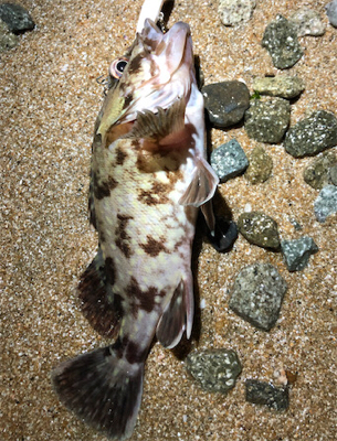 ナイスガシラ3匹