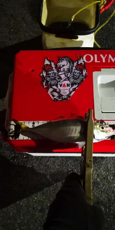 アジング練習 156