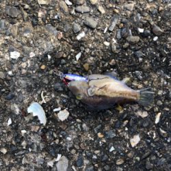 ジグパラマイクロTG