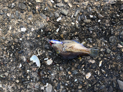 ジグパラマイクロTG