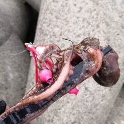 今日のタコは。