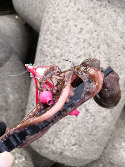 今日のタコは。