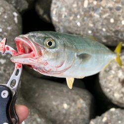 夏青物始まる！