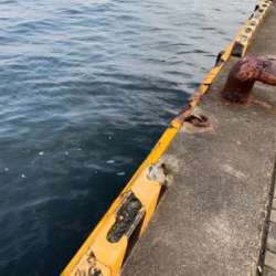 朝まづめのオクトパッシング