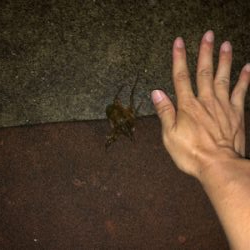 オクトパッシング