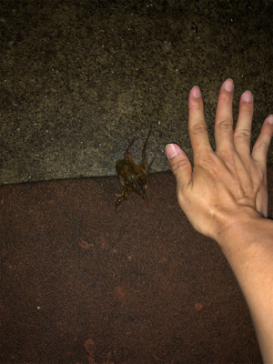 オクトパッシング