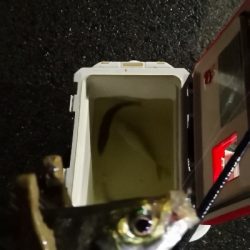 アジング練習 157