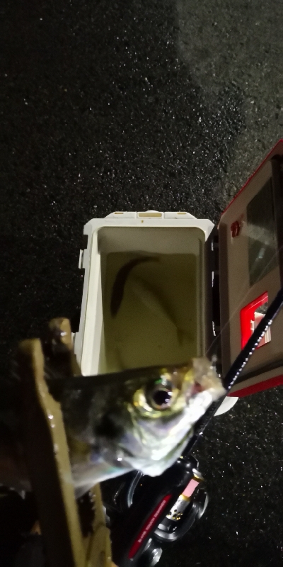 アジング練習 157