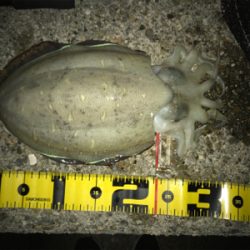 久しぶりのイカは…コウちゃんでしたσ(^_^;)