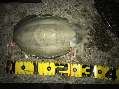 久しぶりのイカは…コウちゃんでしたσ(^_…