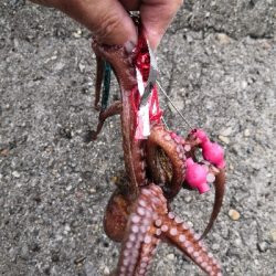 朝から夕方オクトパッシング