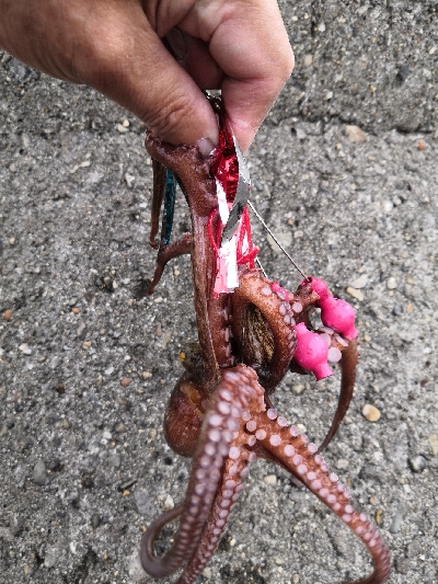 朝から夕方オクトパッシング