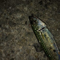 ナイトタコング