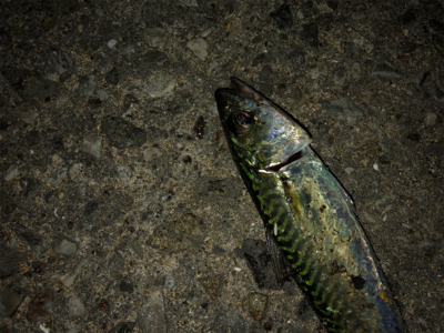 ナイトタコング