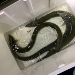 夕方のうなぎ釣り