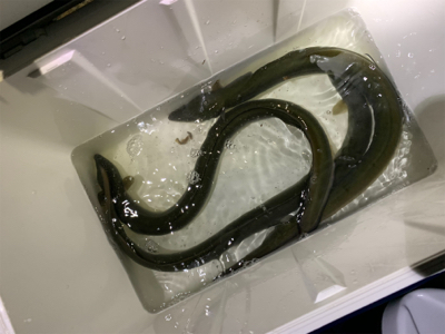 夕方のうなぎ釣り