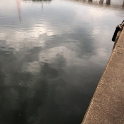 短時間アジング