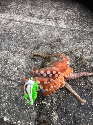 タコを食べたくて。