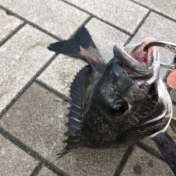 魚の活性低く反応悪い