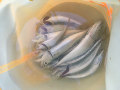 小さい魚の難しさ