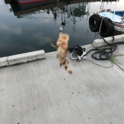 アジの予定が？