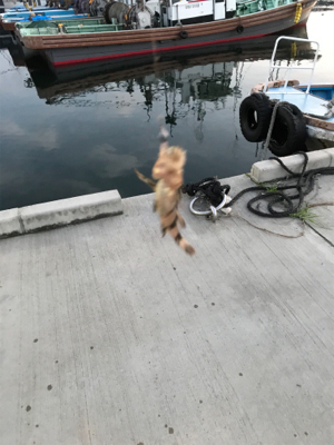 アジの予定が？