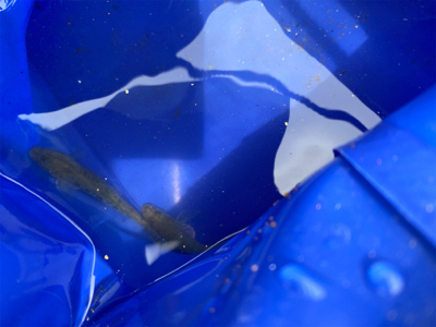 ハゼ釣りなどなど