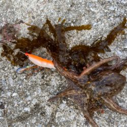 タコサバアジの三目^ ^♫