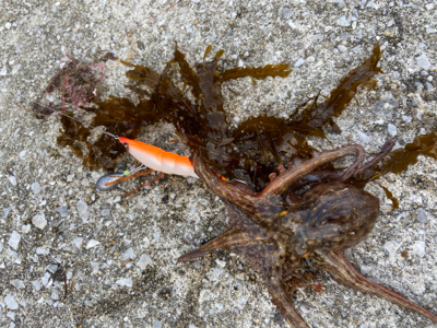 タコサバアジの三目^ ^♫