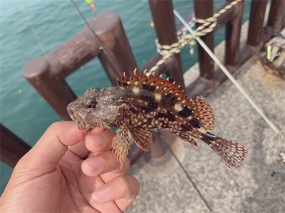 サビキとワームでアジ、サバ、ガシラ