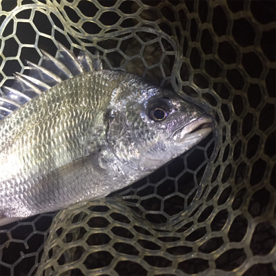 淀川ブリームゲーム