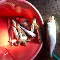 豆アジと豆サバ