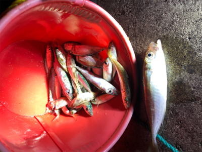 豆アジと豆サバ