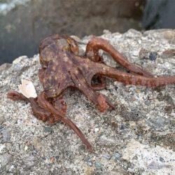 今日もタコ三昧