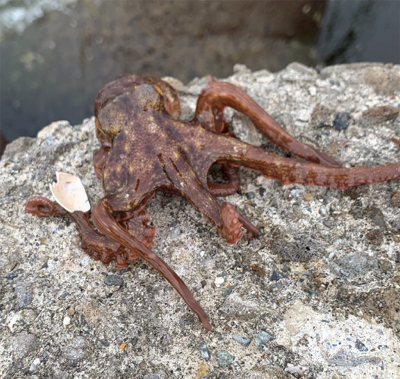 今日もタコ三昧