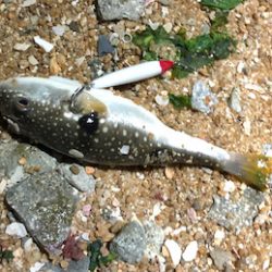 ガシリングぅ〜