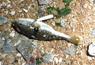 ガシリングぅ〜