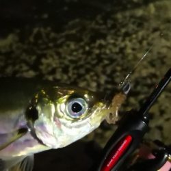 アジング練習 158