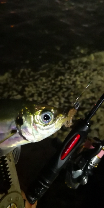 アジング練習 158