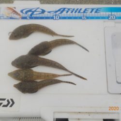 ピンギス絶好調